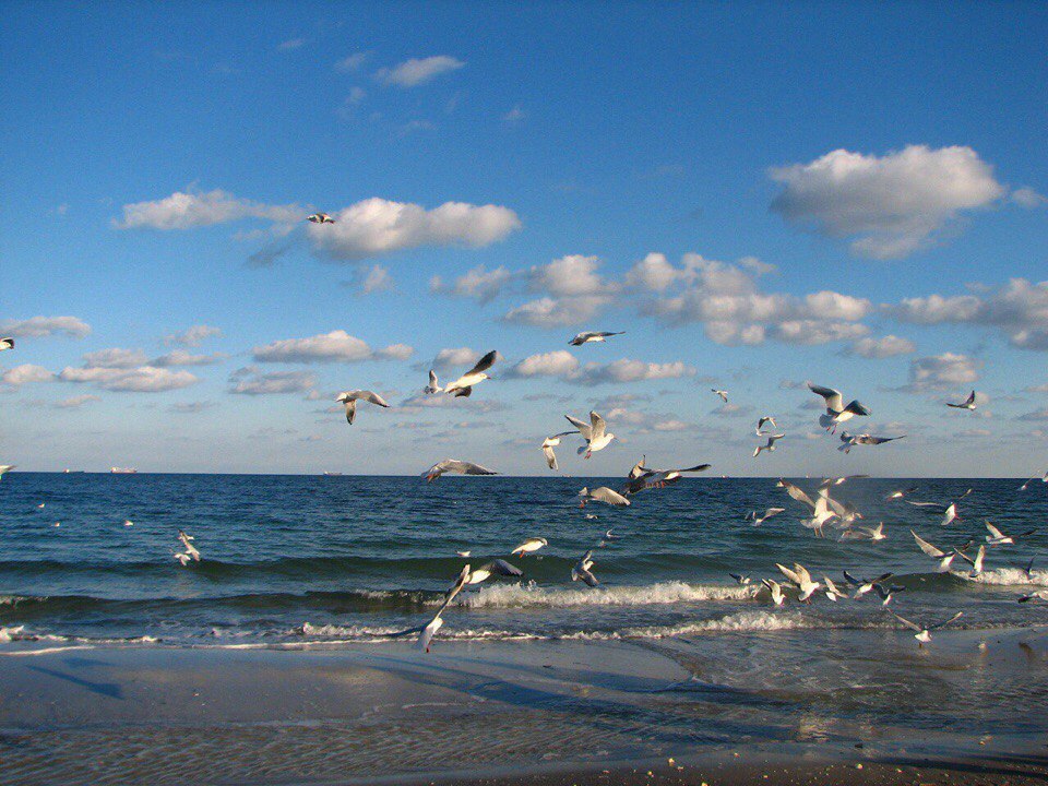 Птицы на Черном море возле курорта